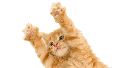 cat jumping