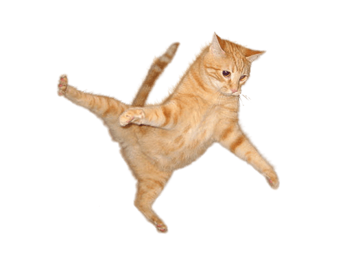 cat jumping