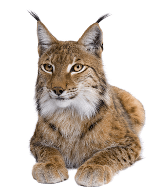 lynx sitting down