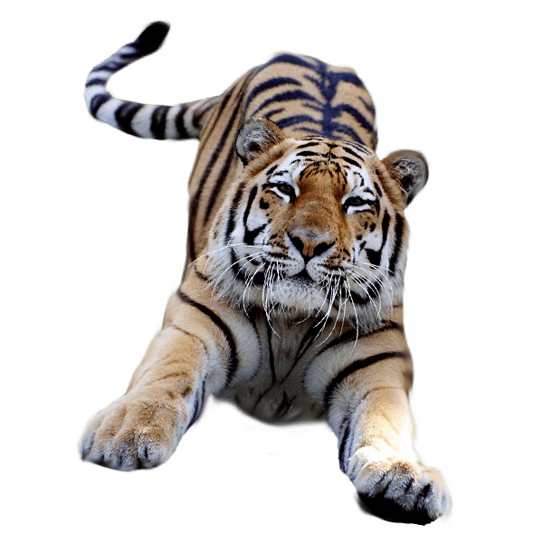 tiger laying down